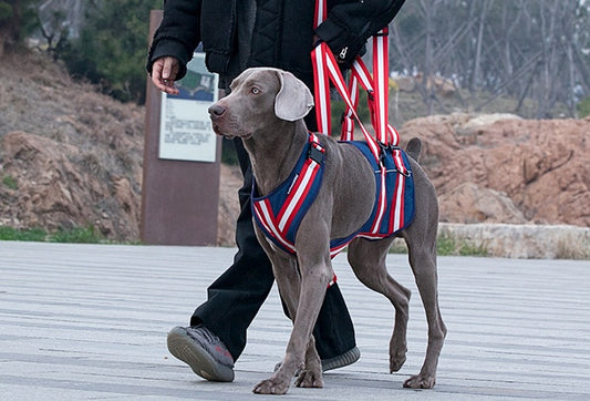 Lyftsele för Hund