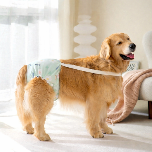 Blöja för mens/löp för stora hundar